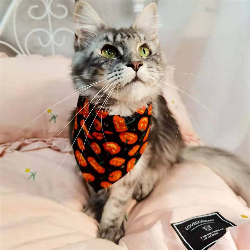 CatBell - Lenço pata gatos